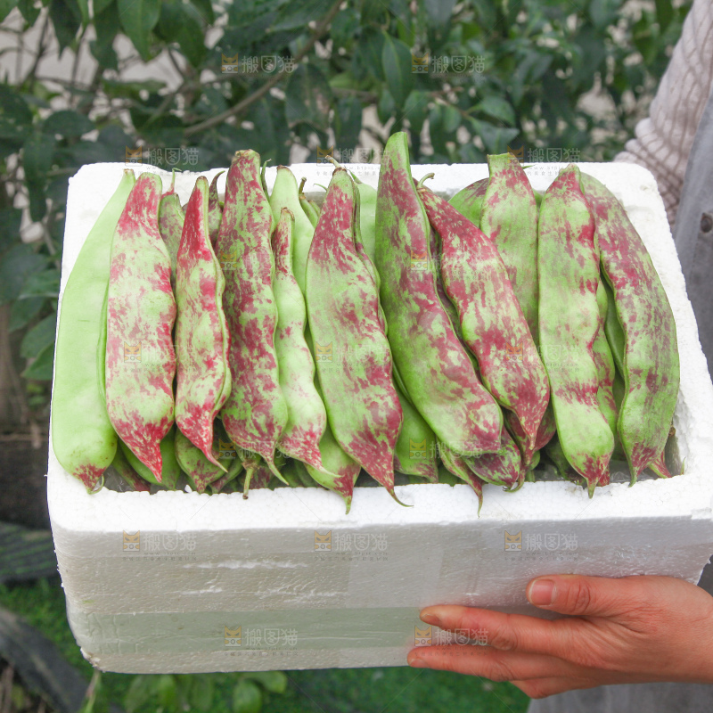 油豆角