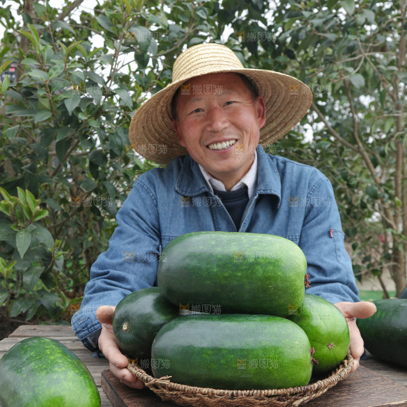 小冬瓜