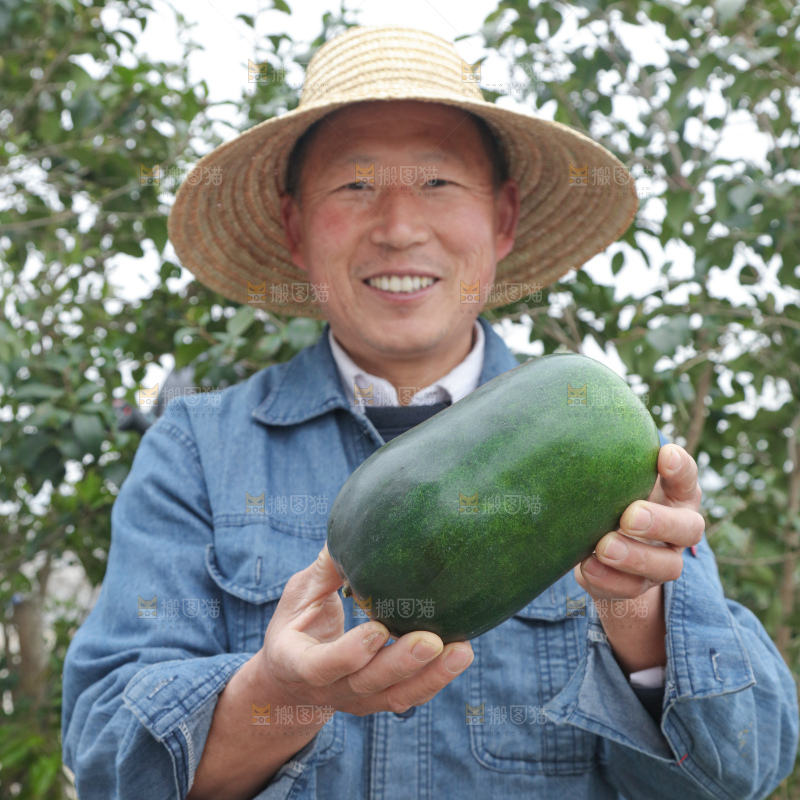小冬瓜
