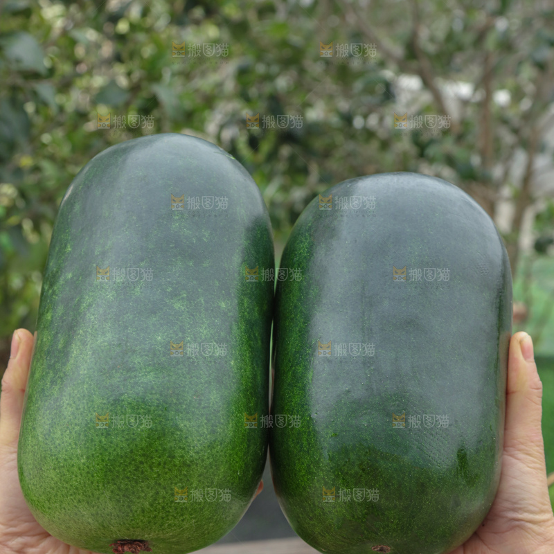 小冬瓜