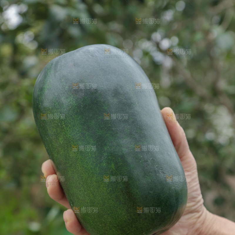 小冬瓜