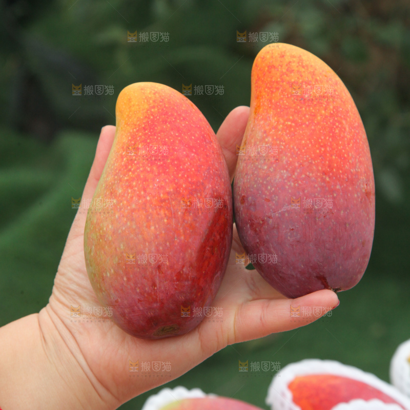 贵妃芒