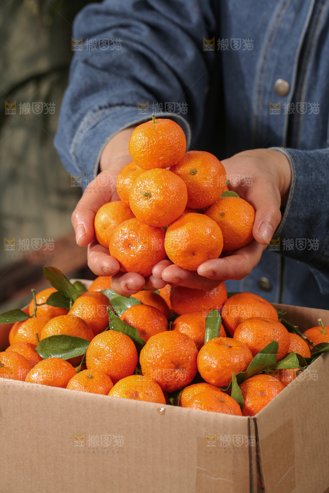 砂糖桔