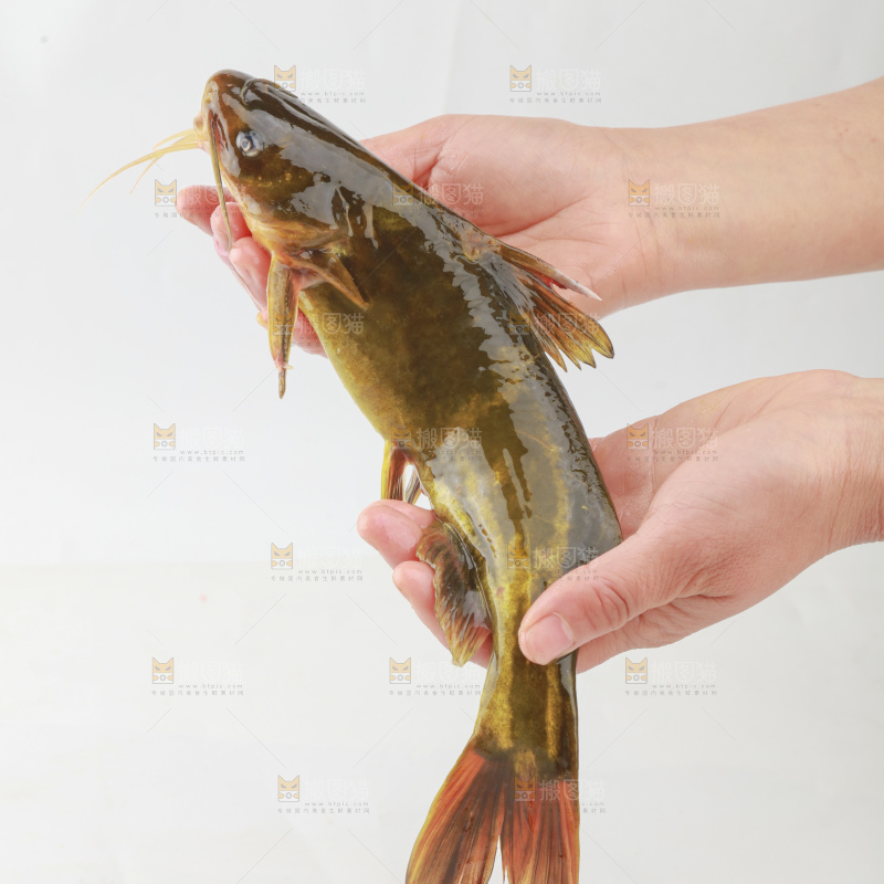 黄骨鱼