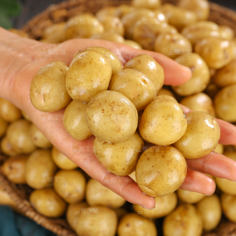 小土豆