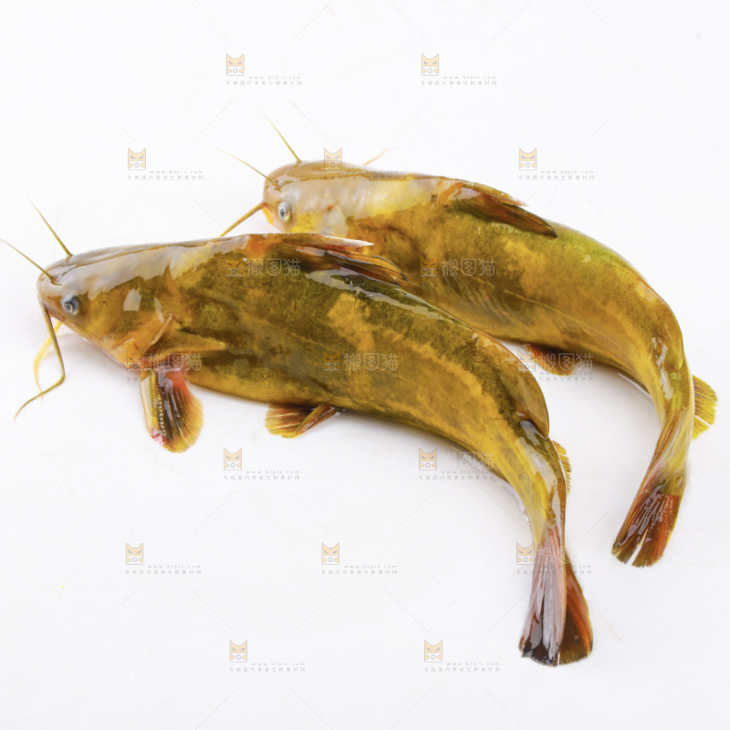 黄骨鱼