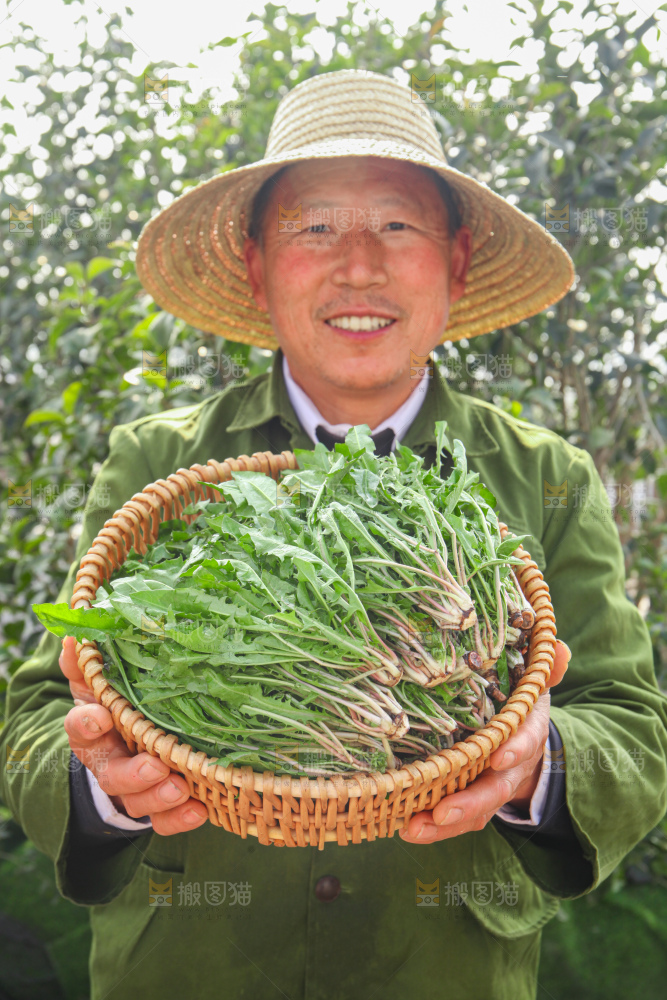 蒲公英