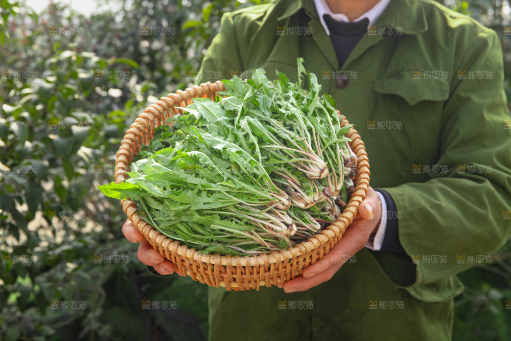 蒲公英
