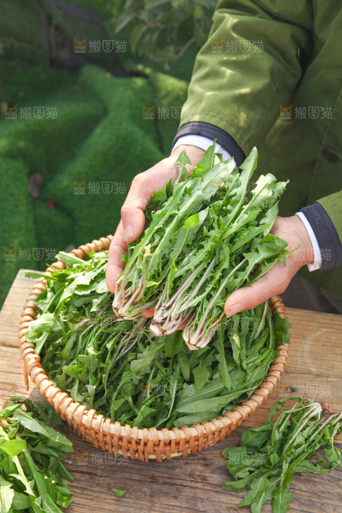 蒲公英