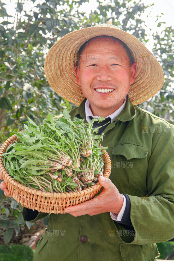 蒲公英