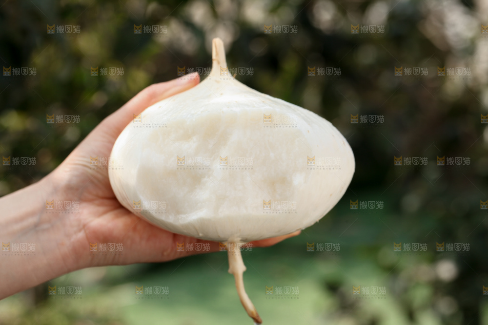 凉薯