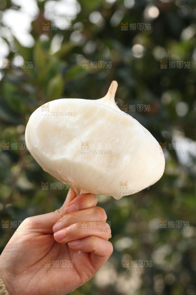 凉薯