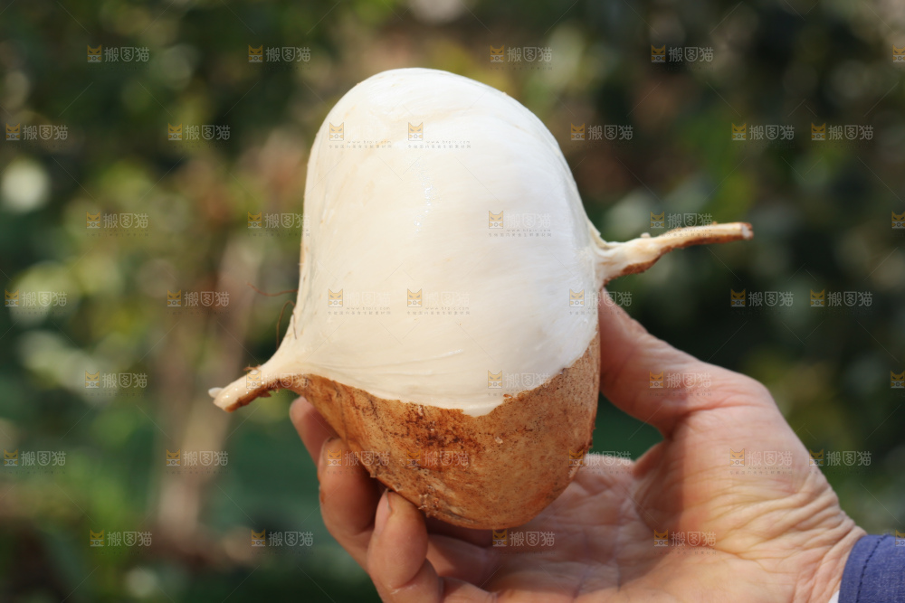 凉薯