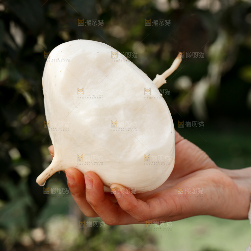 凉薯