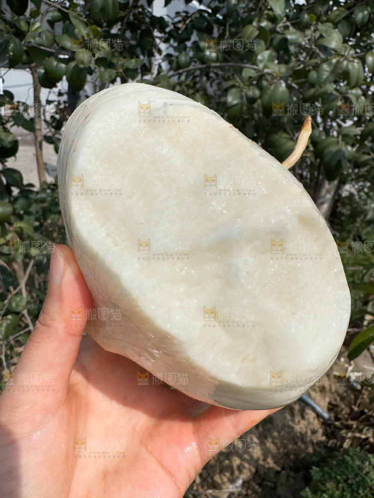 凉薯 地瓜