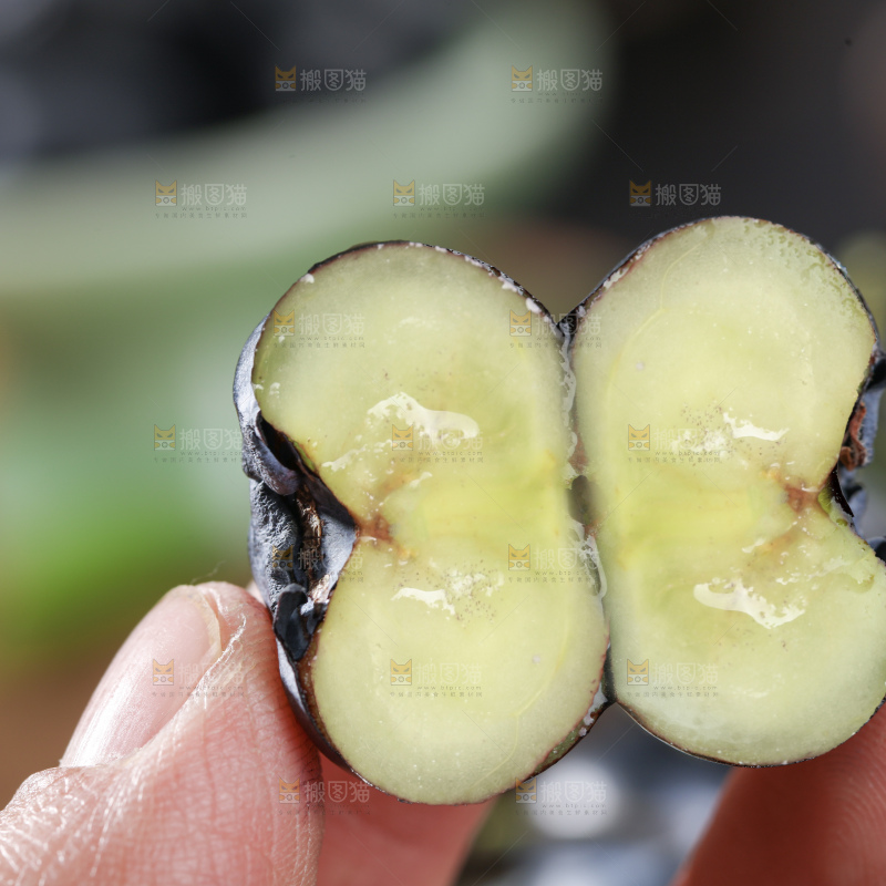 带杆蓝莓