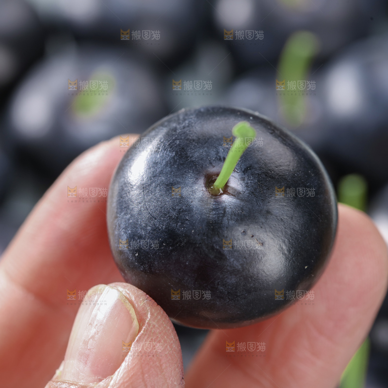 带杆蓝莓