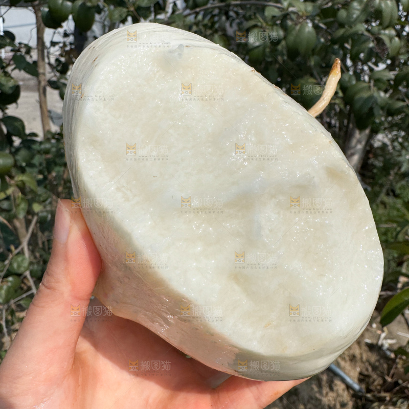 凉薯 地瓜