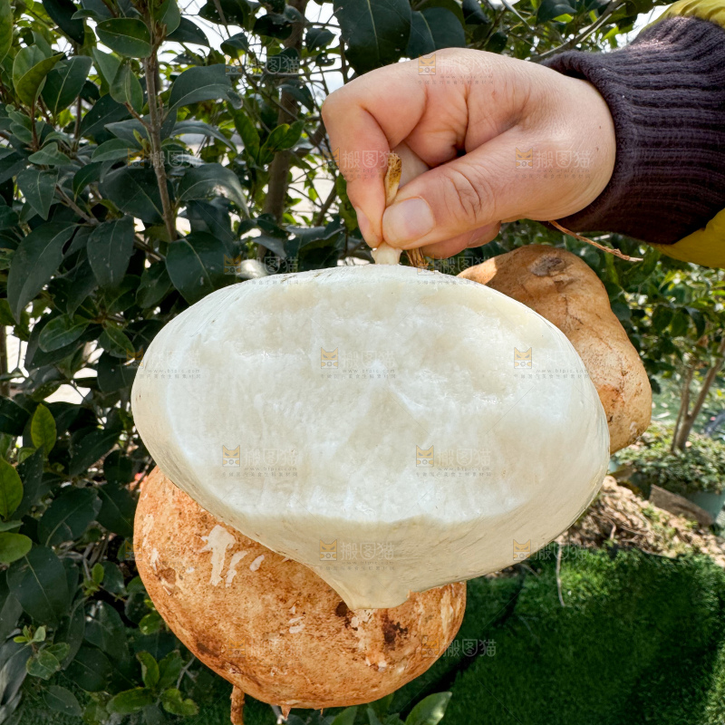 凉薯 地瓜