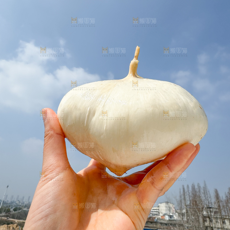 凉薯 地瓜