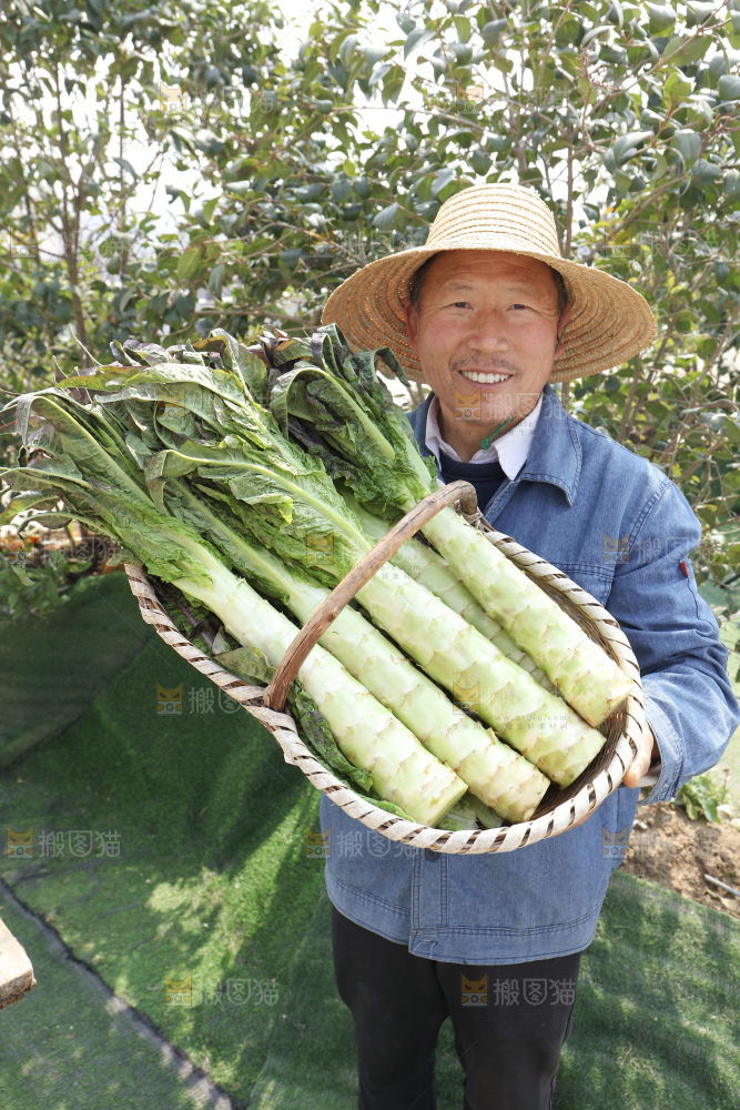 紫叶莴笋