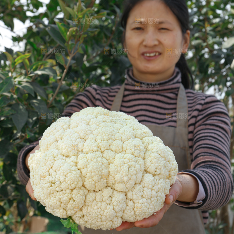 花菜
