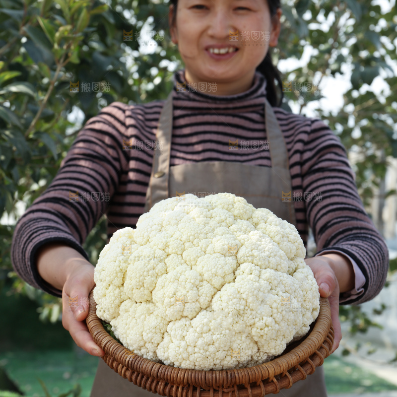 花菜
