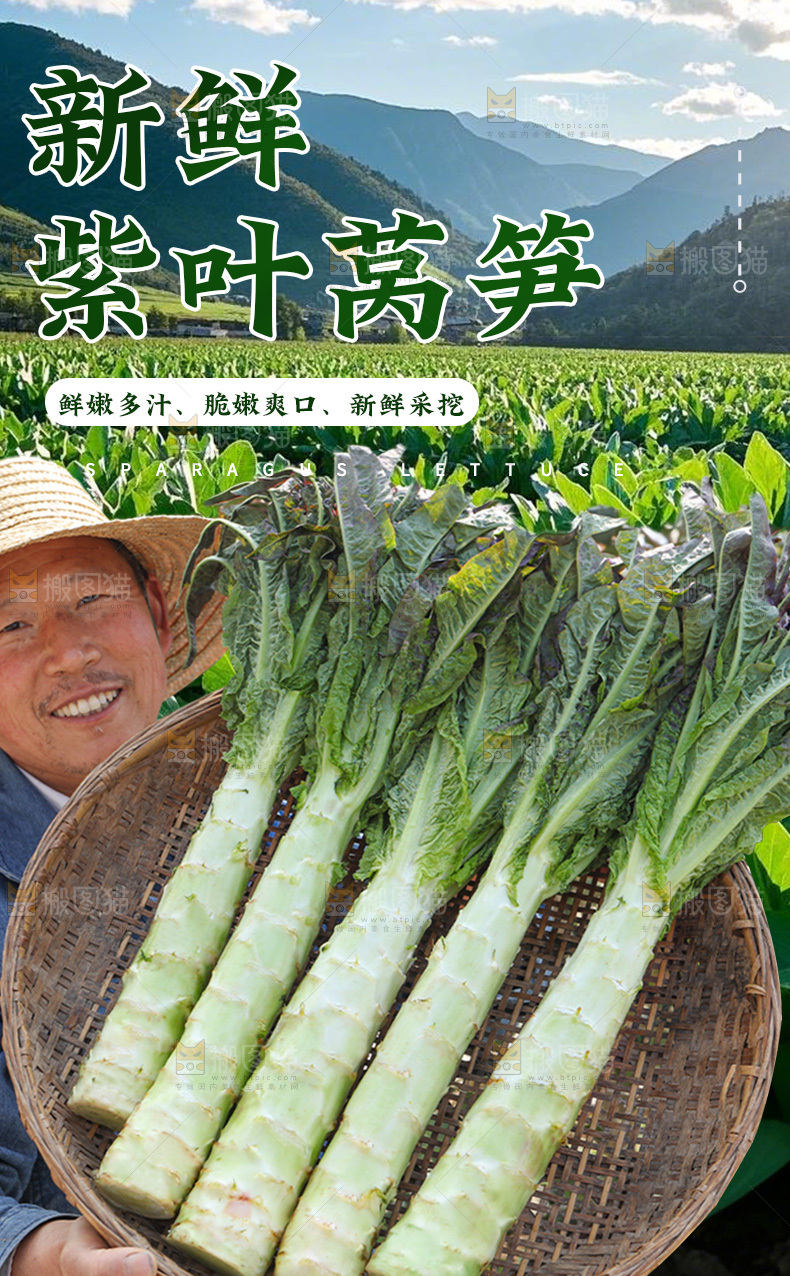 紫叶莴笋详情页