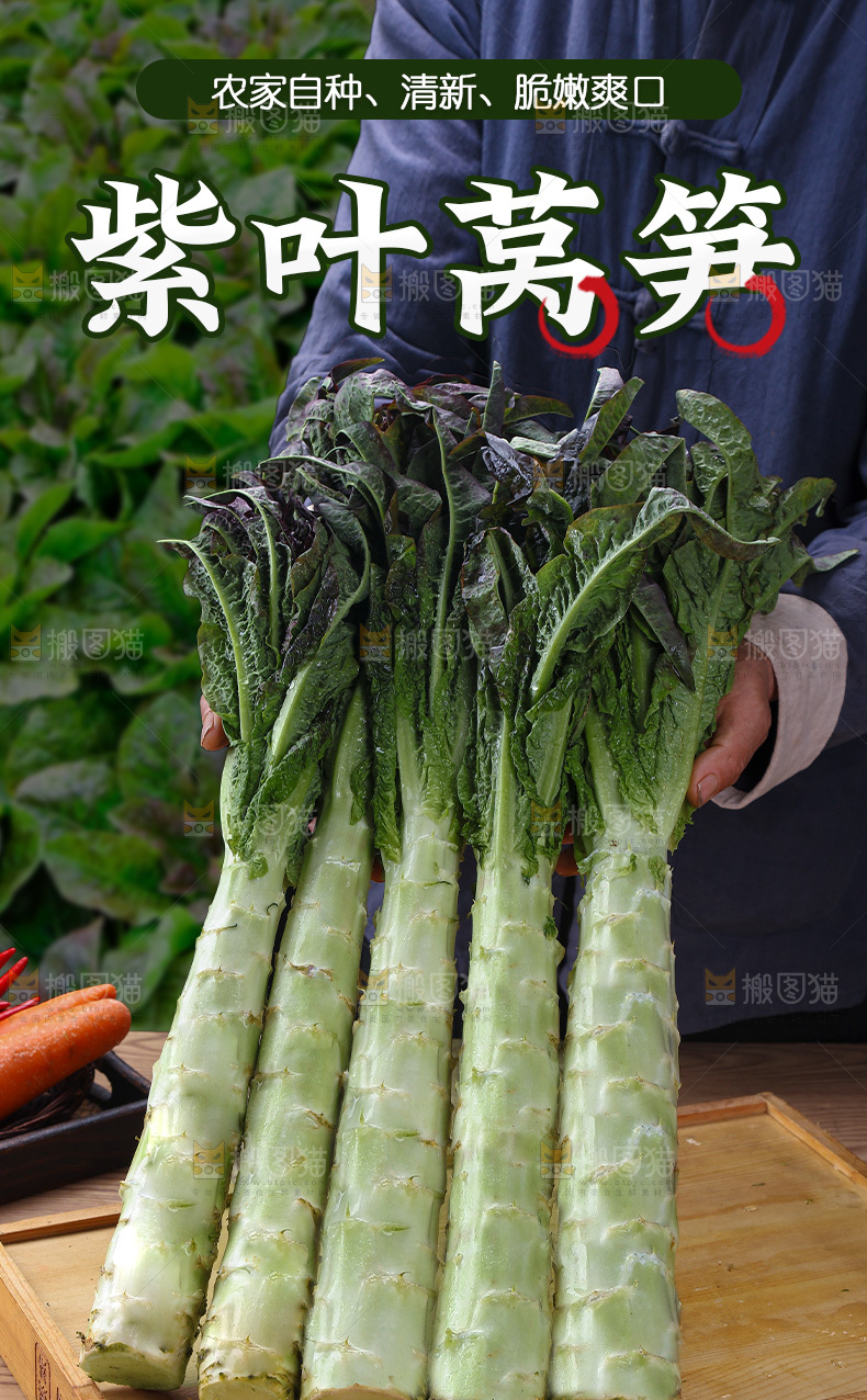 紫叶莴笋详情页