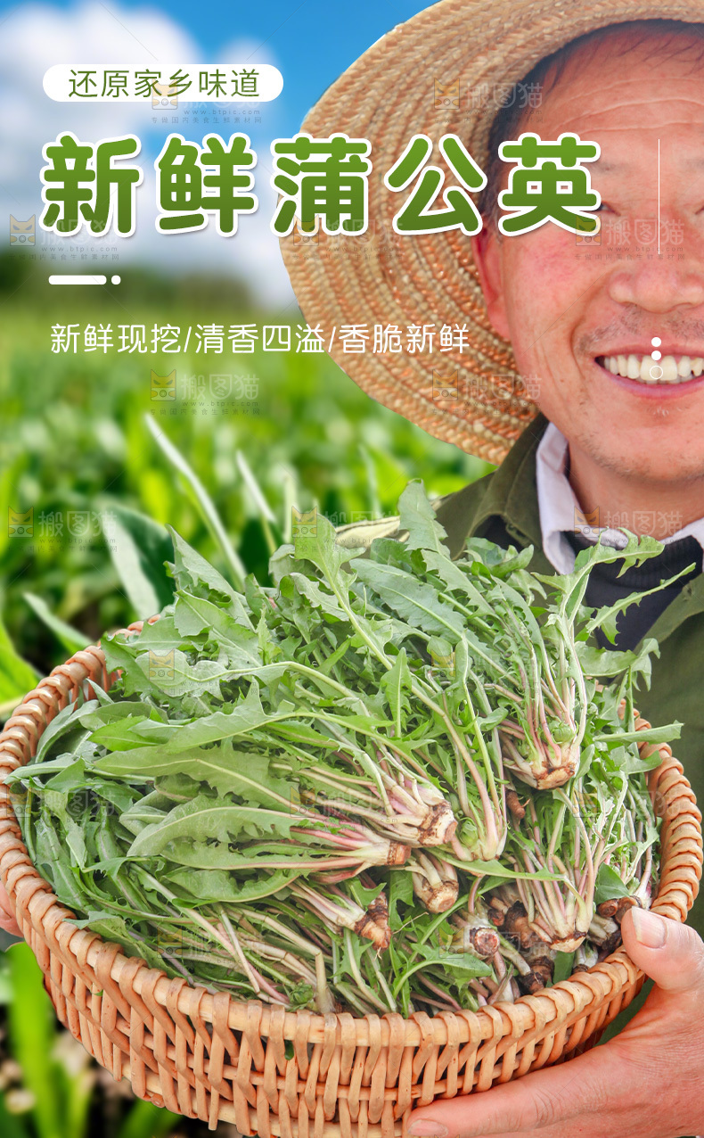蒲公英详情页