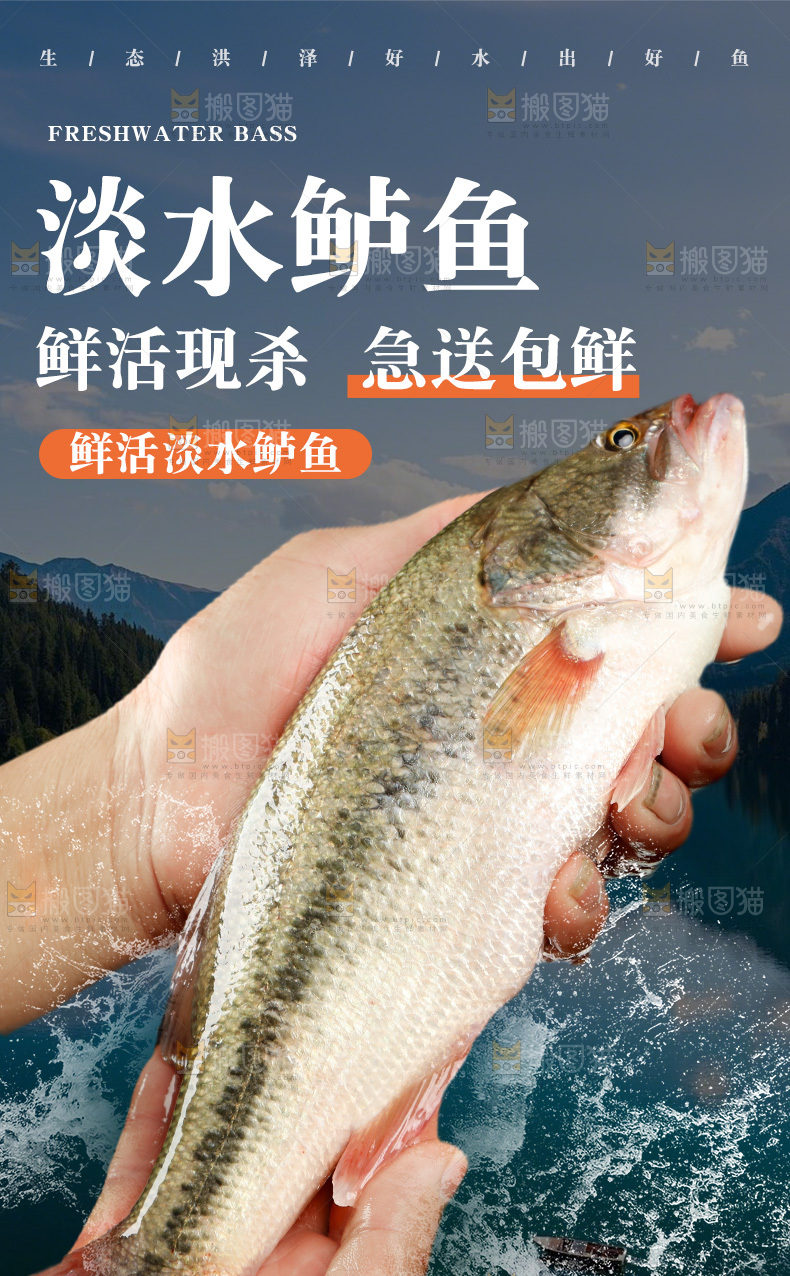 鲜活鲈鱼详情页