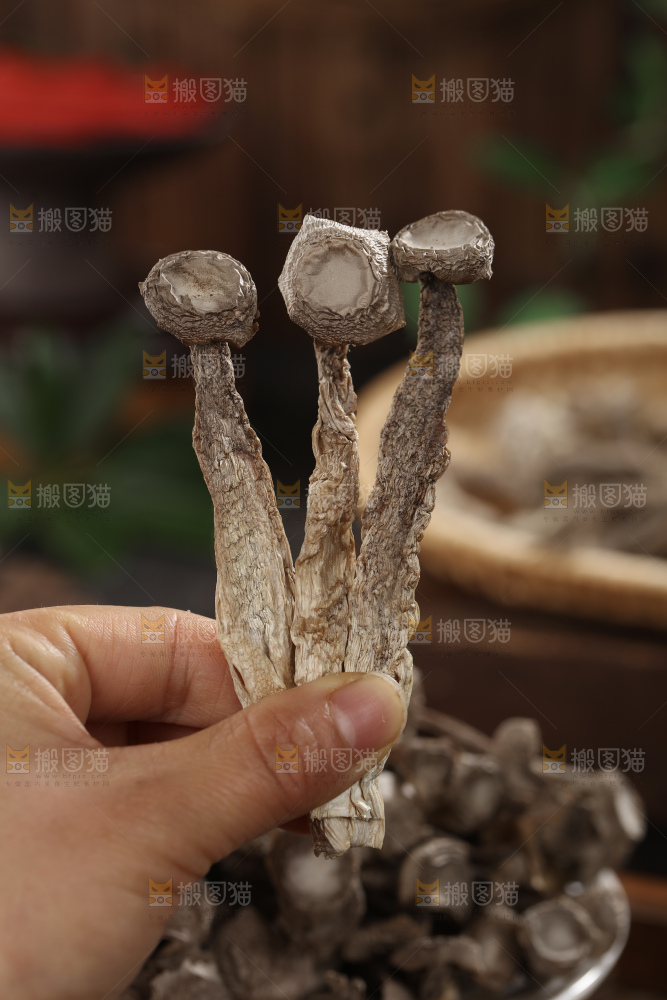 鹿茸菇