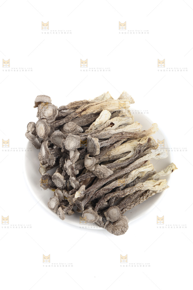 鹿茸菇