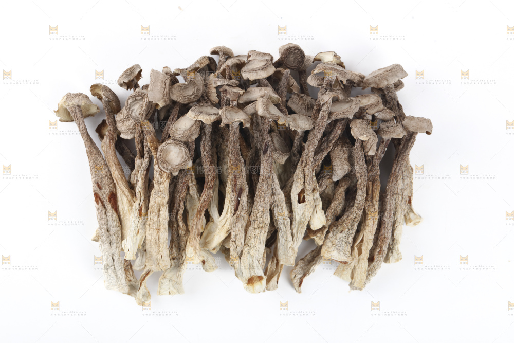 鹿茸菇