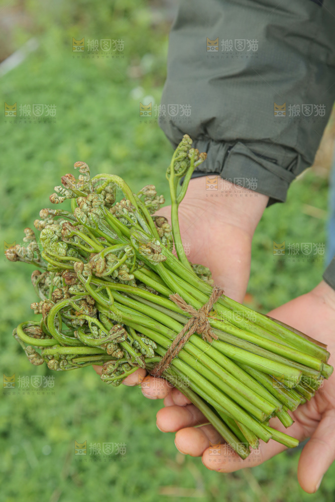 蕨菜