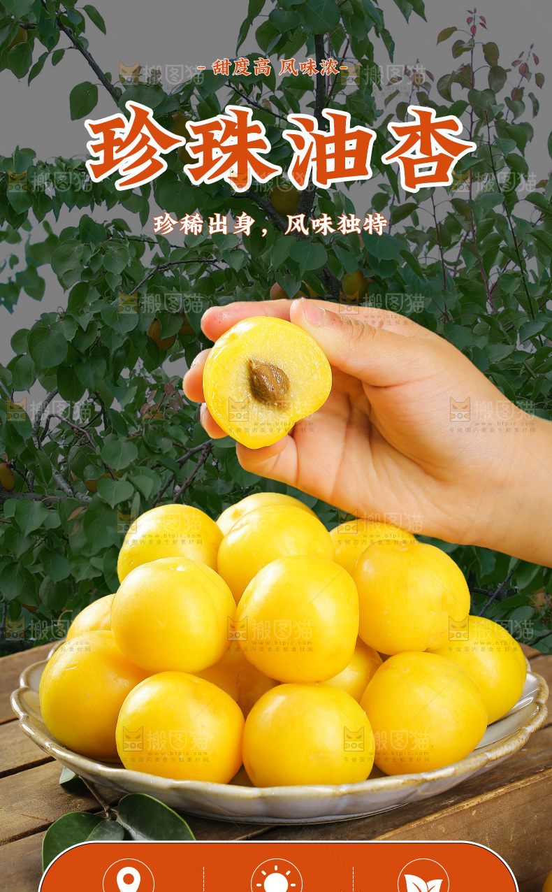 珍珠油杏详情页