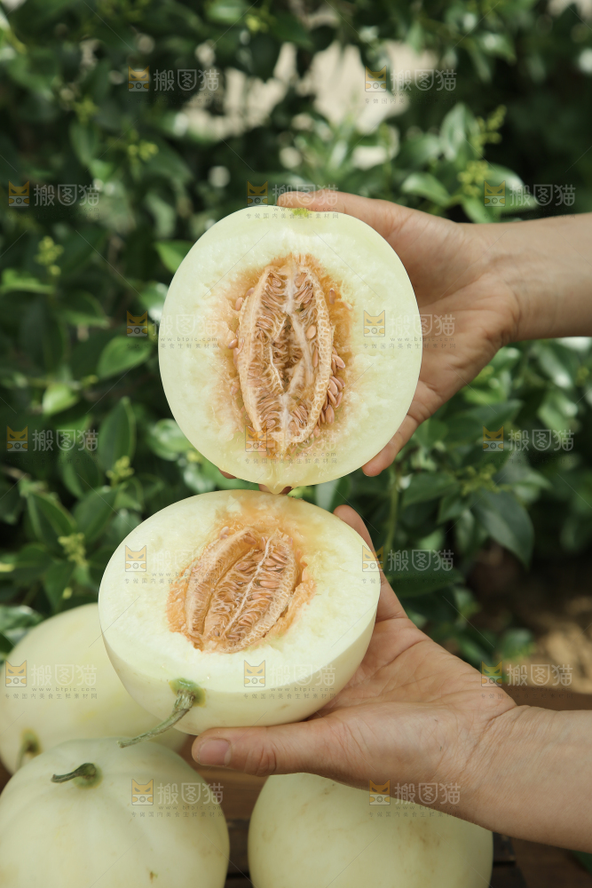 阎良甜瓜