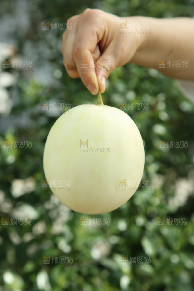 阎良甜瓜