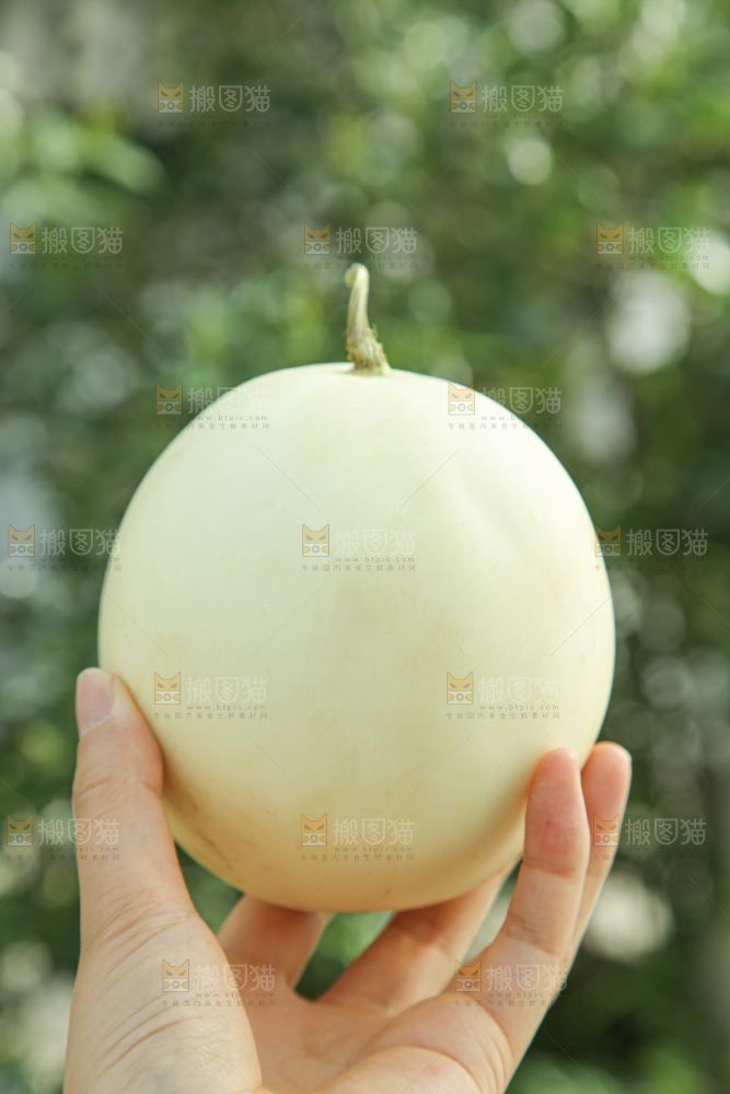 阎良甜瓜
