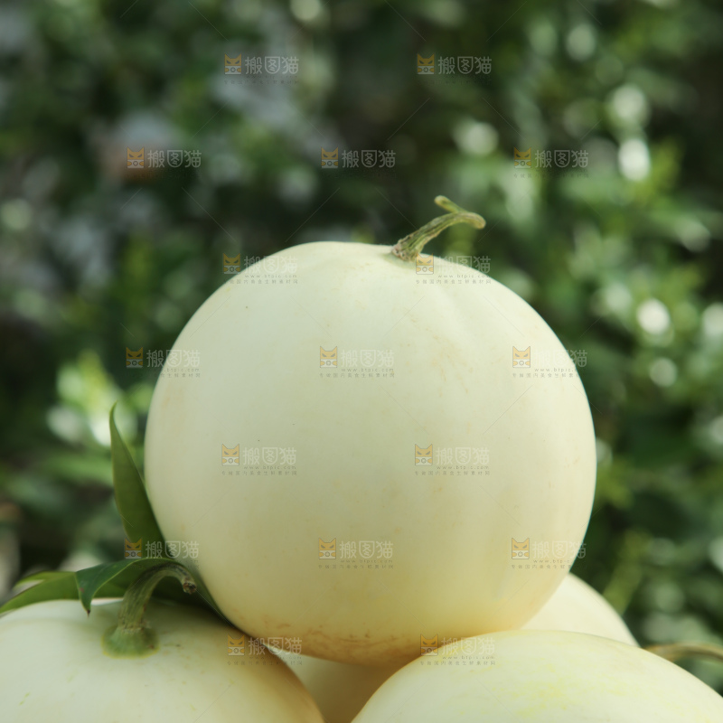 阎良甜瓜