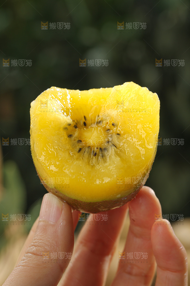 黄金奇异果