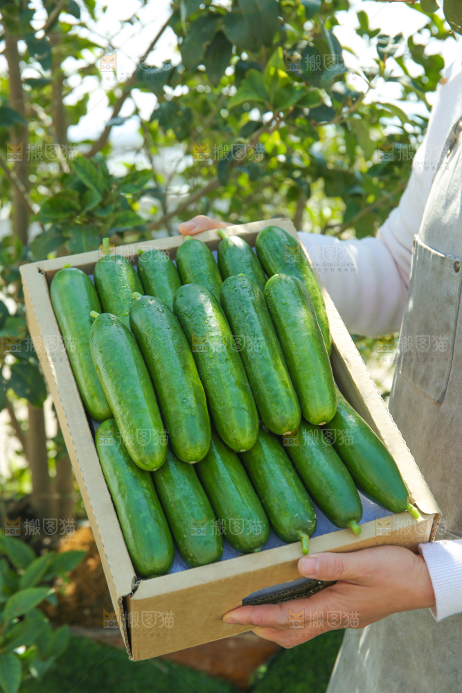 水果黄瓜