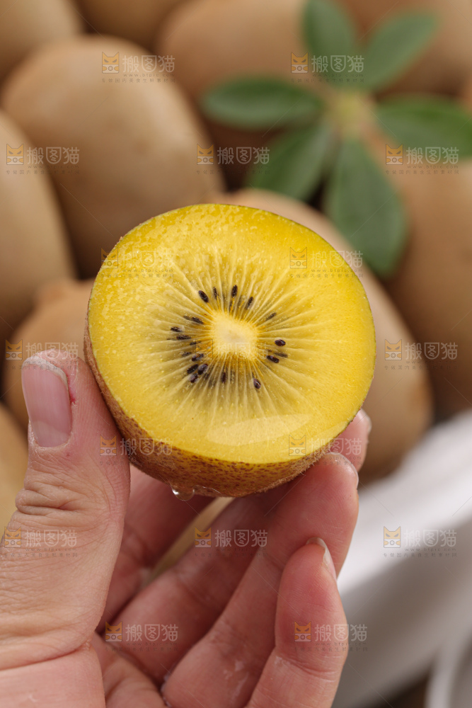 黄金奇异果