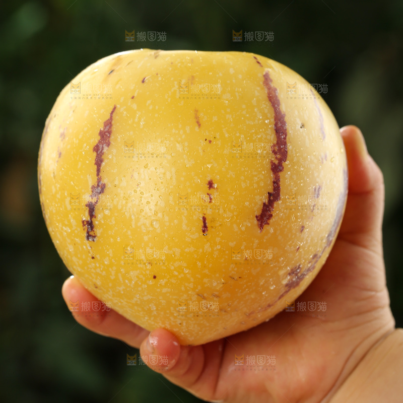人参果