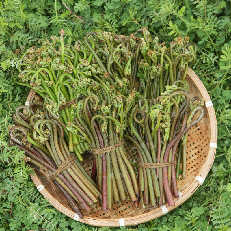 蕨菜