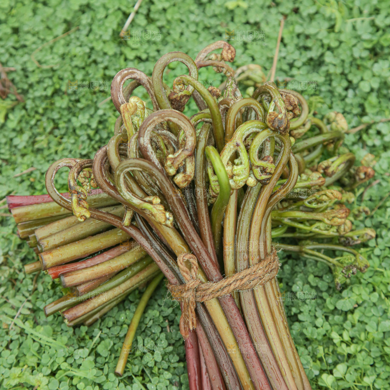 蕨菜