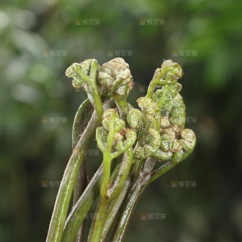 蕨菜