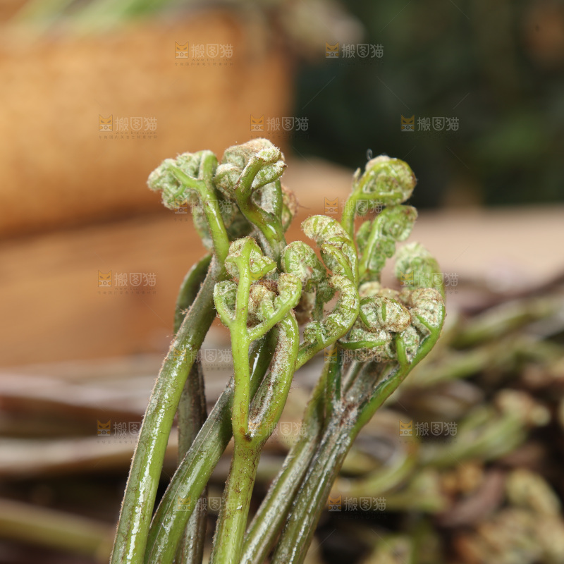 蕨菜