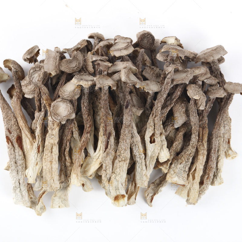 鹿茸菇