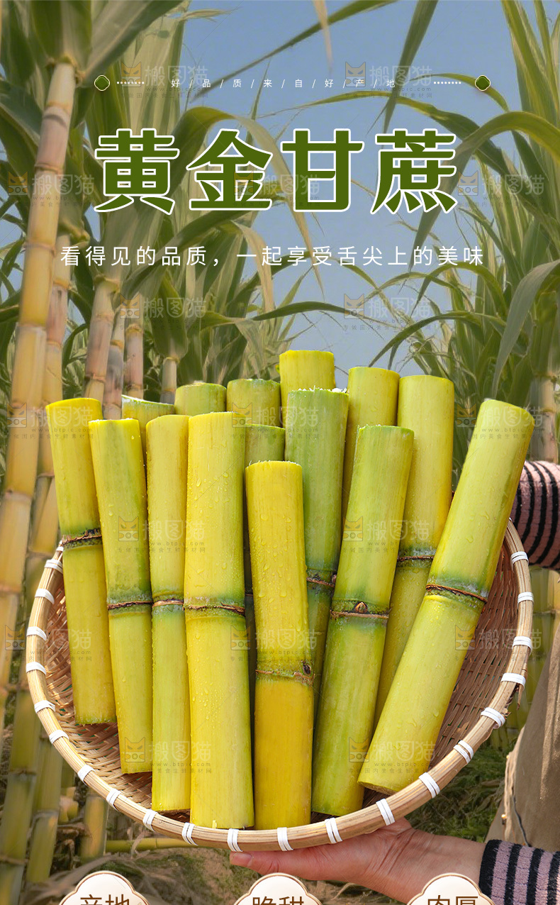 黄金甘蔗详情页